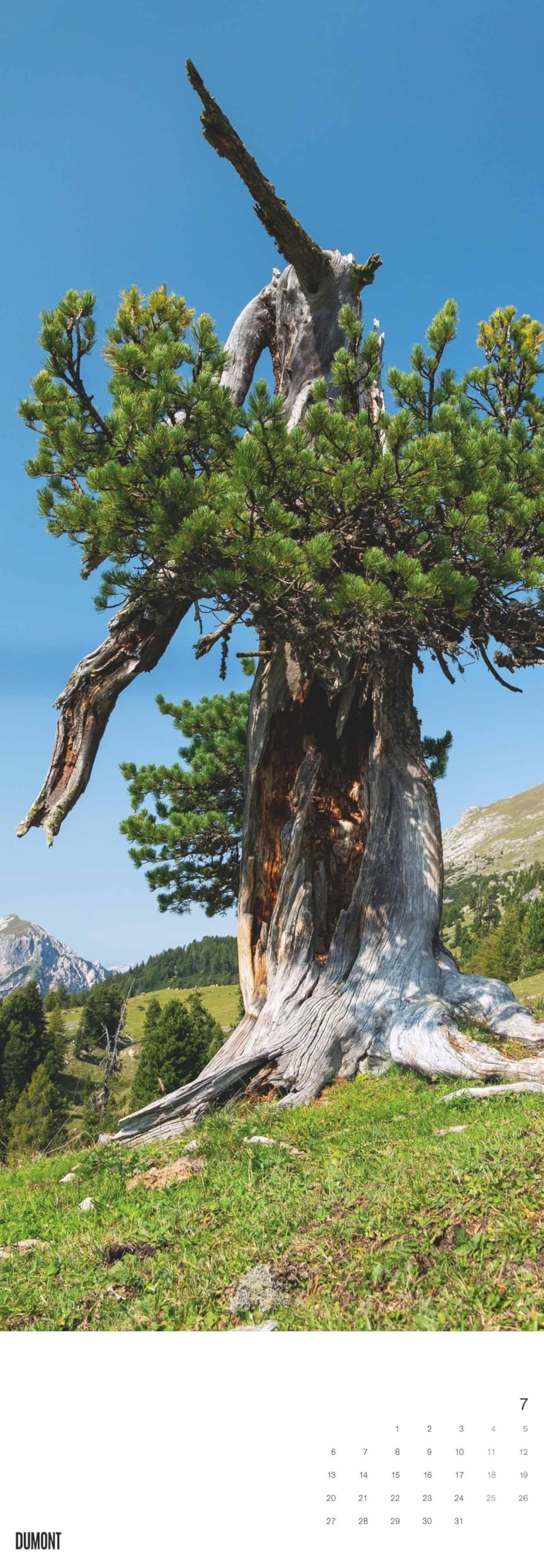 DUMONT - Alberi 2026 – Calendario da parete King-Size 34×98 cm con 12 fotografie di alberi di tutto il mondo, calendario della natura per gli amanti della natura e degli alberi: Trees