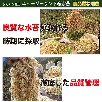 ミスマ蘭【株分け済みの物】２点セット 各水苔巻発送 ミスマ蘭【株分け済みの物】2点セット 各水苔巻発送