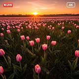 Spring Flower Garden: Blooming Nature Relax Ambience 4K