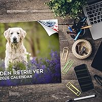 Vista 1117 de Razas de Perros 2017