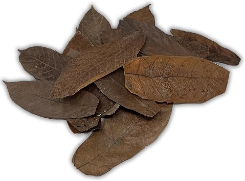 The Bio Dude Colombian Cacao Leaf Litter - 100% Safe - Boiled and Baked. 20 Count. Great for Terrariums, bioactive vivariums, Frogs and More