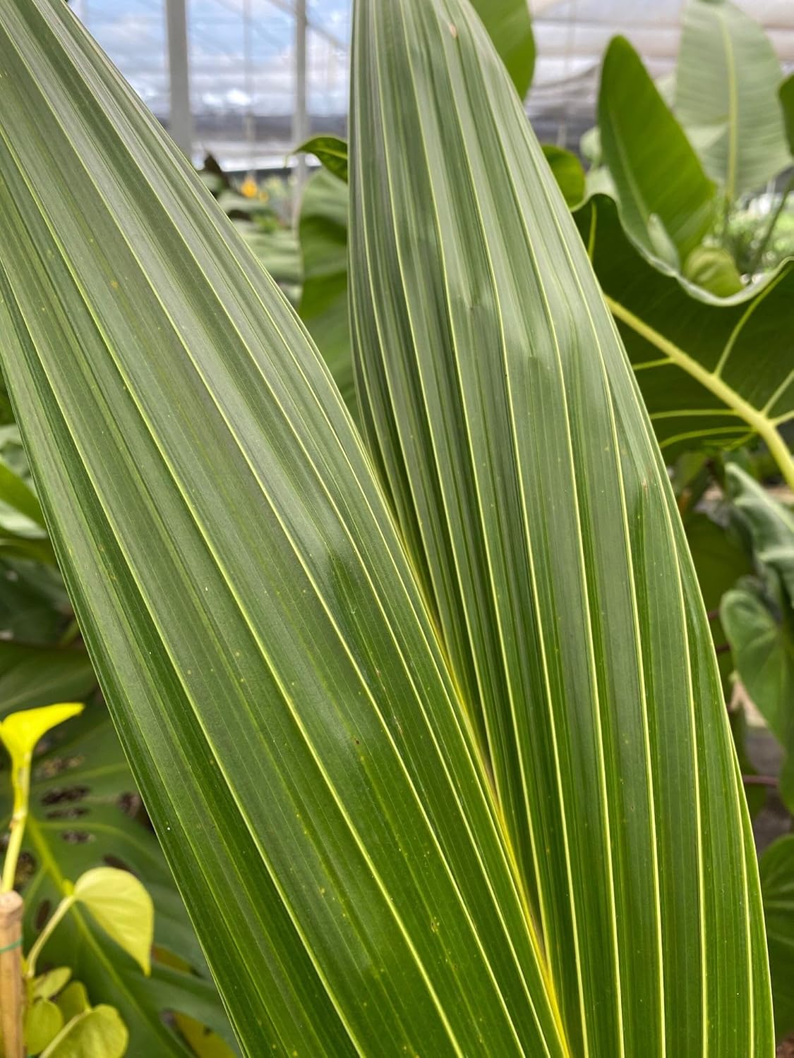 Green Malayan Coconut Palm Tree - Tropical Cocos Nucifera, Low Maintenance Live Exotic Palm for Indoor & Outdoor Spaces, Air-Purifying, Drought-Tolerant Ornamental Accent Plant (7gal Pot, 5-6ft)