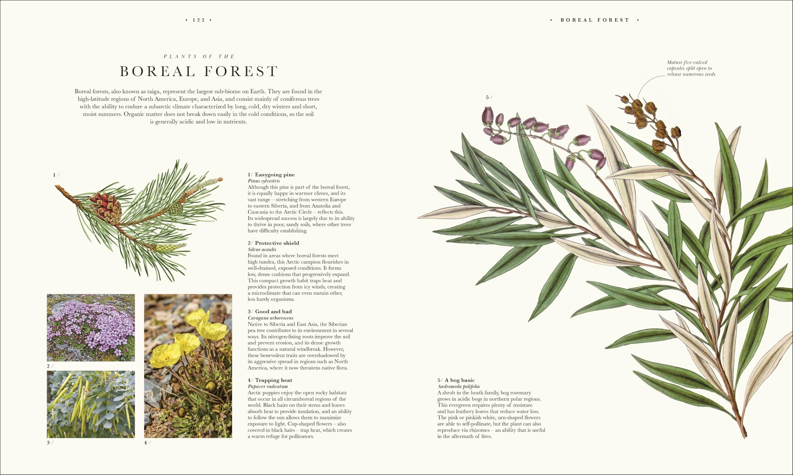 Atlas of Botany: An Exploration of Plants Across Time and Around the World