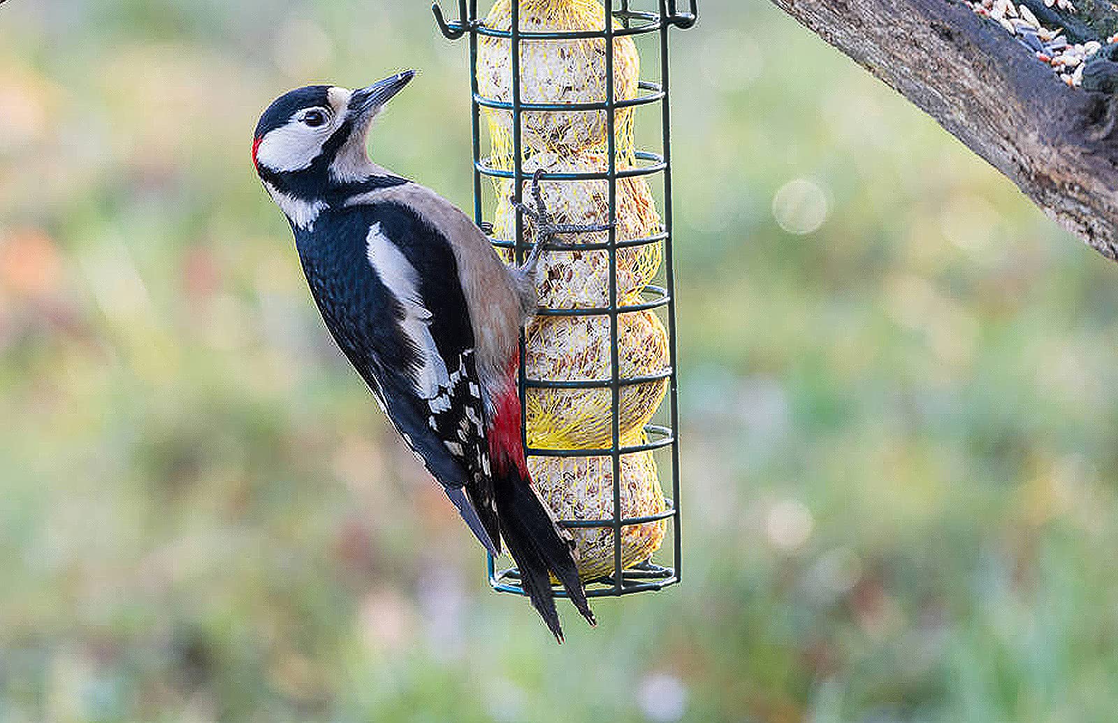 Hywean Pcs Fat Talg Ball Hängende Vogelfutterspender, Wildvogelfutterspender für den Außenbereich, Allwetter-Vogelfutterspender aus Metall für verschiedene Wildvögel, grünes Gitterdesign