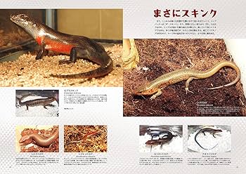 ビバリウムガイド　18冊／No.81～85、No.88～100 Amazon.co.jp: ビバリウムガイド 83号 (2018-11-09) [雑誌