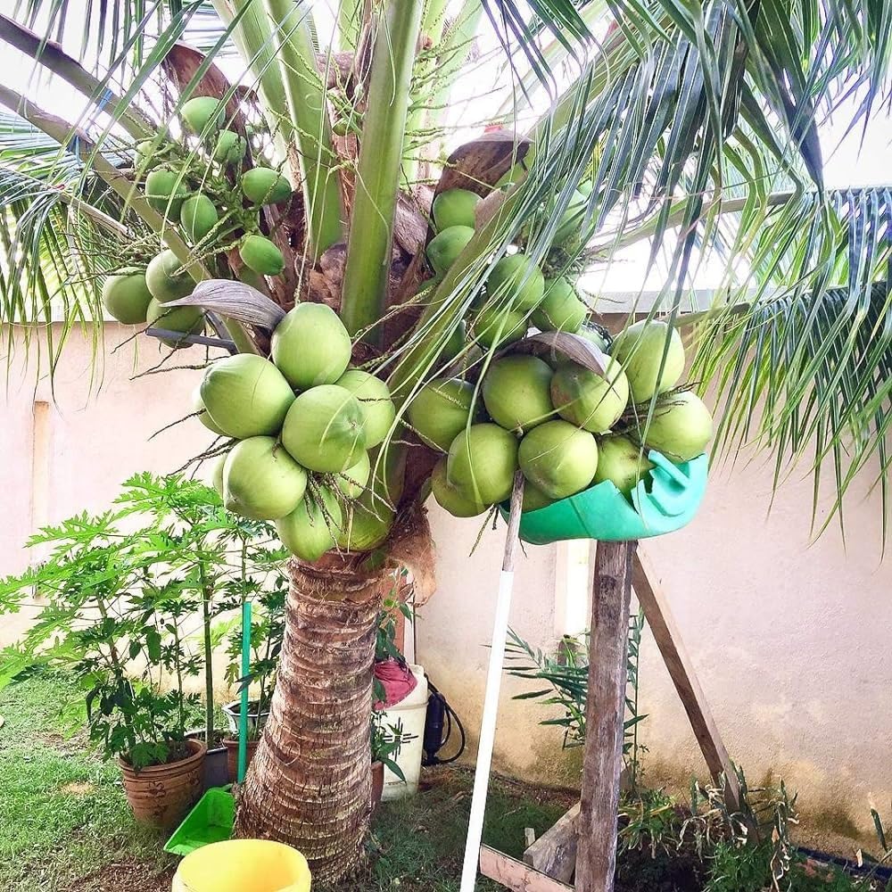 DIARAA Vietnam Coconut Fruit Plant Green Hybrid Rare Healthy Live Fruit Plant For Home Garden (fruit After 2-3 Years) (Height 1.5-3 Feet) in Grow Bag coconut tree Fruit Plant hybrid (B0CYCF3VWP) Amazon Price History, Amazon Price Tracker