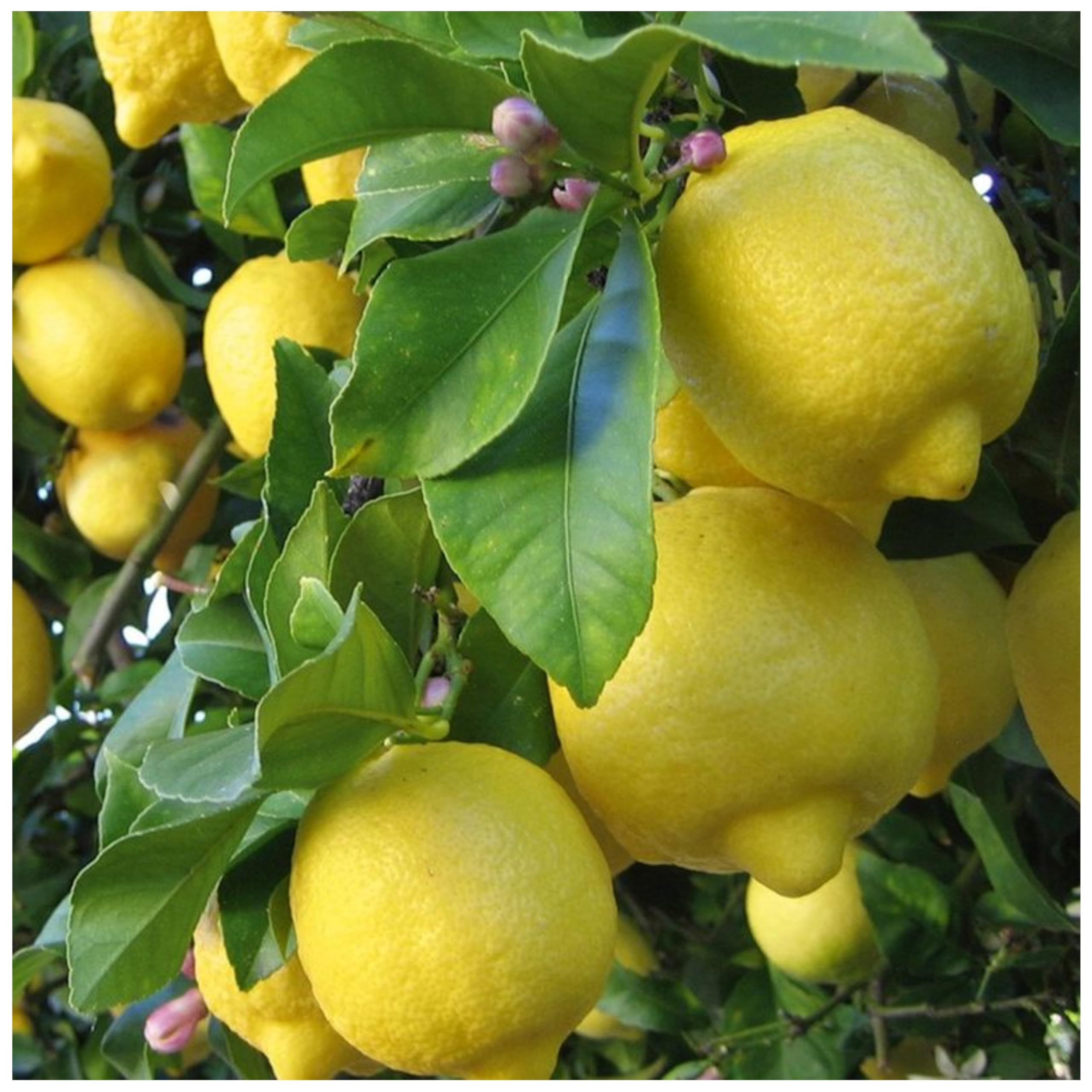 See full amazon price history chart for Pb Plant Nursery Grafted Rare Italian Lemon Fruit Live Plant - Nimbu Plant Grafted Hybrid Orange Fruit Plant Pack Of 1 Pb Plant Nursery Grafted Rare Italian Lemon Fruit Live Plant - Nimbu Plant Grafted Hybrid Orange Fruit Plant Pack Of 1 (B0DFH5LD84) Amazon Price History, Amazon Price Tracker