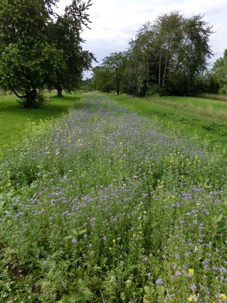 4kg Bienenweide Nektar&Pollen Blumenmischung Blumenwiese für ca. 4000m² | Nektar & Pollen, Blumenwiese, Für bis zu 4000m²