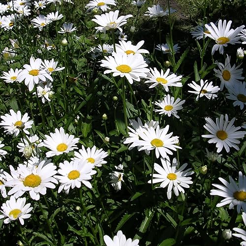 Miniatura 3 de Ox-Eye Daisy Seeds (Chrysanthemum leucanthemum) Más de 100 semillas de flores medicinales en cápsulas de semillas congeladas para el jardinero y