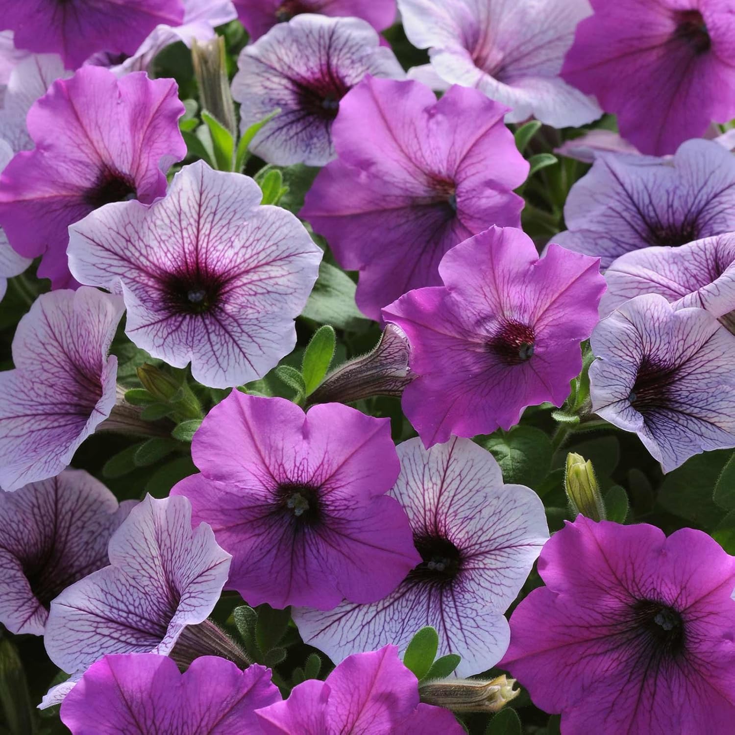 Petunia Easy Wave Flower Garden Seed 100 Pelleted