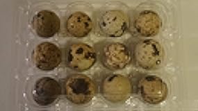 12 Large Fertile Hatching Coturnix Quail Eggs