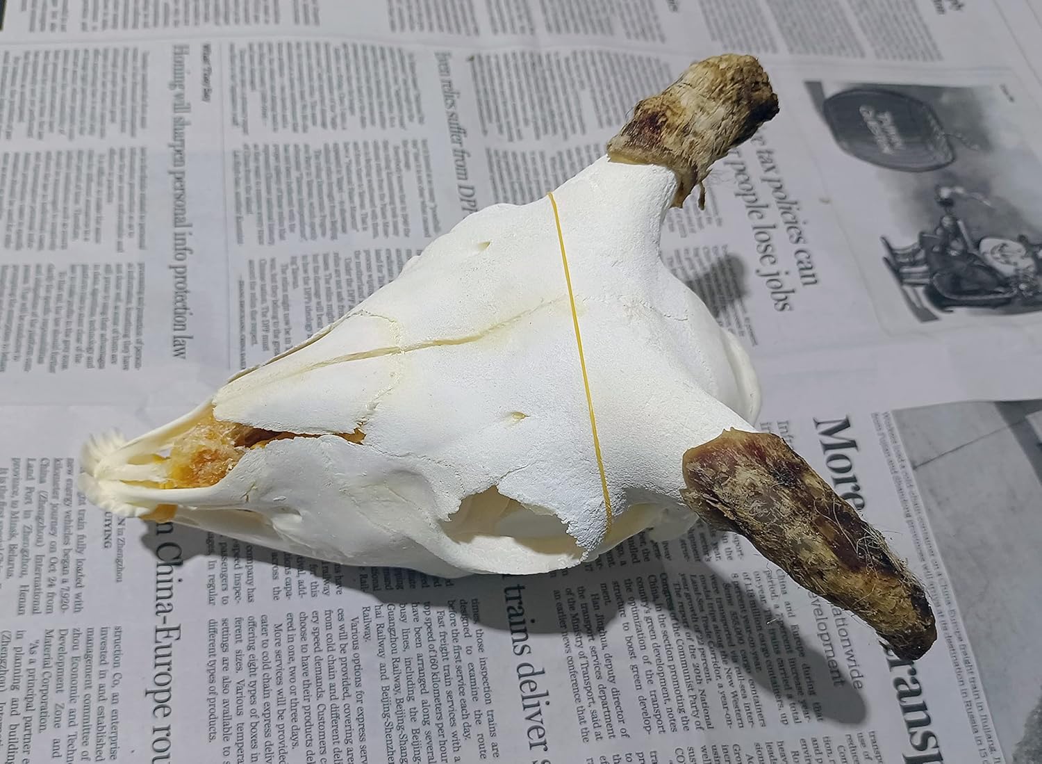 Baby Nutria Skull ARTIFICIAL Nutria Skull. Material Is A Heavier