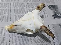 Vista 2 de Colección de cráneo de oveja real, modelo de enseñanza, modelo de enseñanza, colección para el hogar, 1 pieza