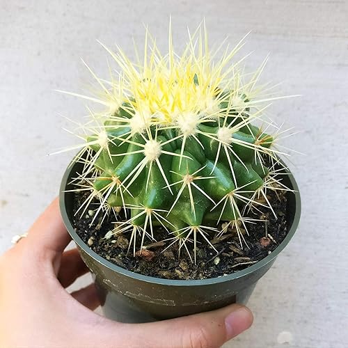 Miniatura 3 de Caja de éxitos  Colección única de plantas de cactus vivas, seleccionadas a mano, variedades raras para regalo o decoración del hogar.