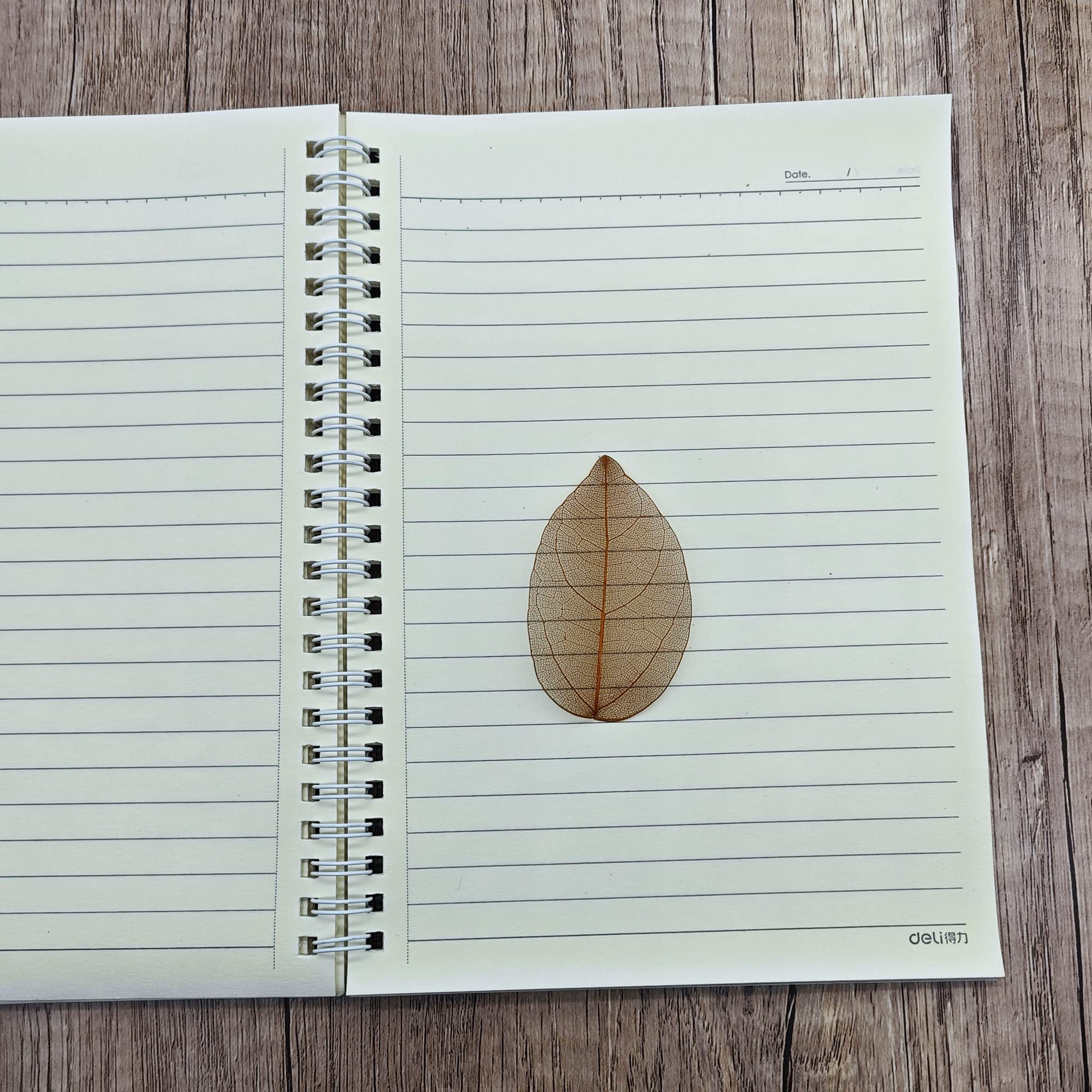 100 Hojas de Esqueleto Naturales y Secos, Hojas esqueléticas al Natural y Mixtas para Scrapbooking, Bricolaje y Cartonaje (marrón C)