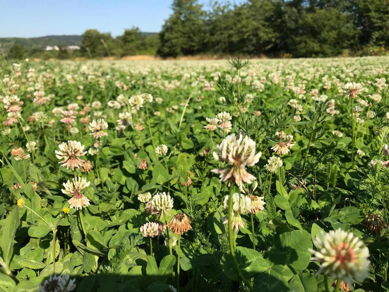 Weißklee Weissklee 5 kg Saatgut Bienenweide Kleesaat Trifoli Futterklee aus der Layenmühle
