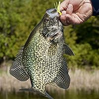 Vista 7 de Bass Popper Fly Dry Fly - Kit de moscas de pesca con mosca seca Panfish Bass Fishing Popper Topwater Cebo