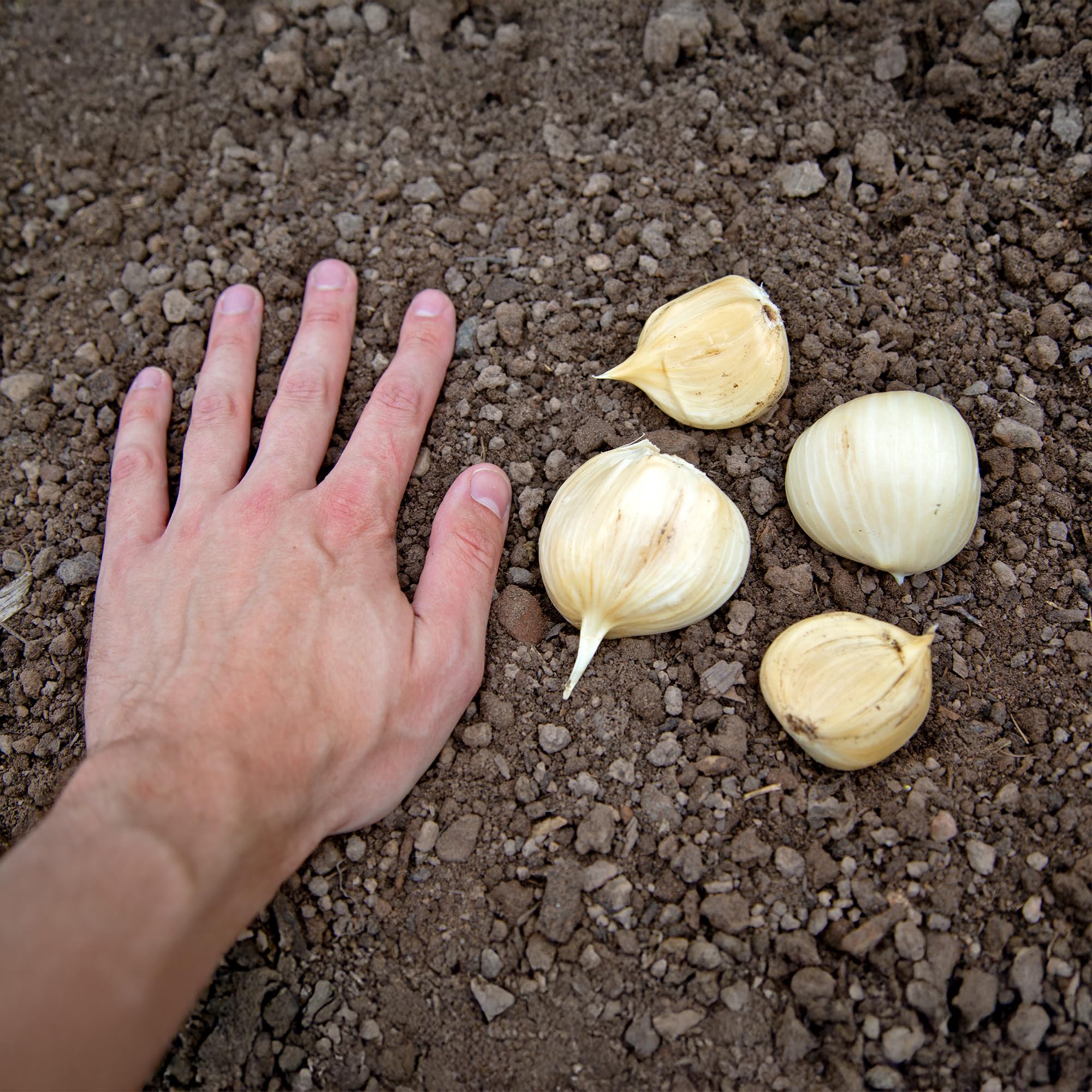 FLORTUS – Winterpflanzknoblauch Elefantenknoblauch 20 Zehen zertifiziertes Pflanzgut, keine Samen – Zehengröße 24-40 mm – winterhart, sehr große Steckzehen mit mildem Geschmack