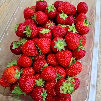 Arbuckle's Freeze Dried Strawberry Direct from UK Farm Shop Whole Fruit Snack Nutritious and Healthy Strawberries, Natural, for Baking, Breakfast Cereal Topper, Yogurt, Cake Decorations (50g)