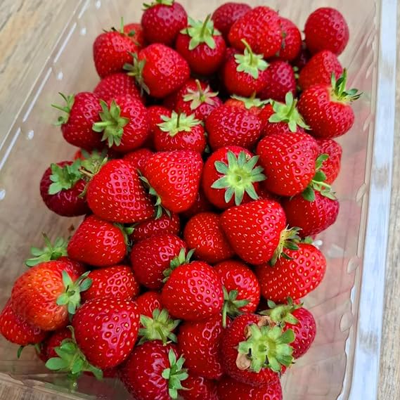 Arbuckle's Freeze Dried Strawberry Direct from UK Farm Shop Whole Fruit Snack Nutritious and Healthy Strawberries, Natural, for Baking, Breakfast Cereal Topper, Yogurt, Cake Decorations (50g)