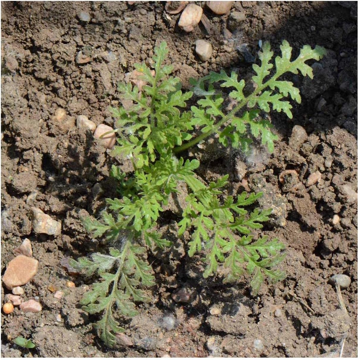 Everwilde Farms - 1 Lb Lacy Phacelia Native Wildflower Seeds - Gold Vault