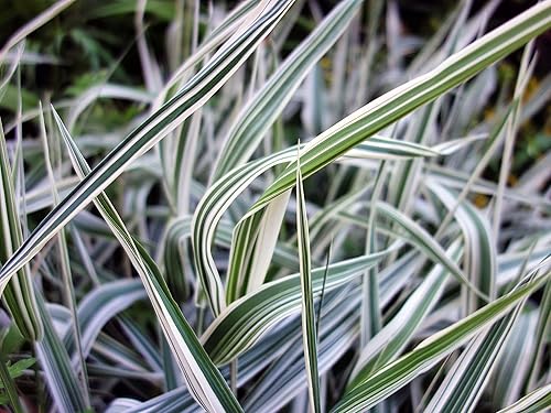 Caña de hierba canaria (1.000 semillas) - Hierba ornamental - Phalaris arundinacea