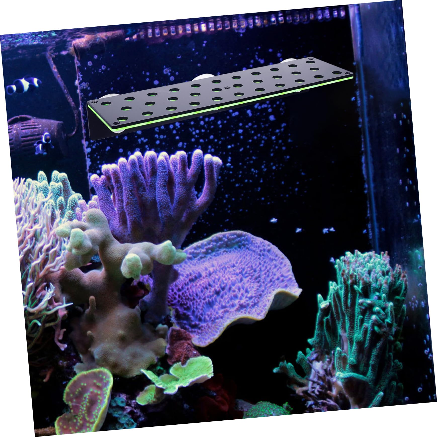 Dekorativer Korallenhalter zur Stabilisierung, 32-fach, Acryl, Grün | Ablegergestell für Meerwasserkorallen, zur Zucht Lebender Exemplare, als Aquarien Deko
