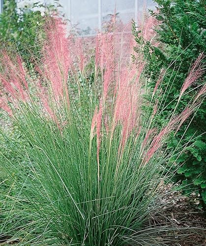 Miniatura 4 de Hierba Muhly rosa - 3 plantas vivas - Muhlenbergia Capillaris - Hairawn Muhly - Hermoso follaje ornamental floreciente de bajo mantenimiento