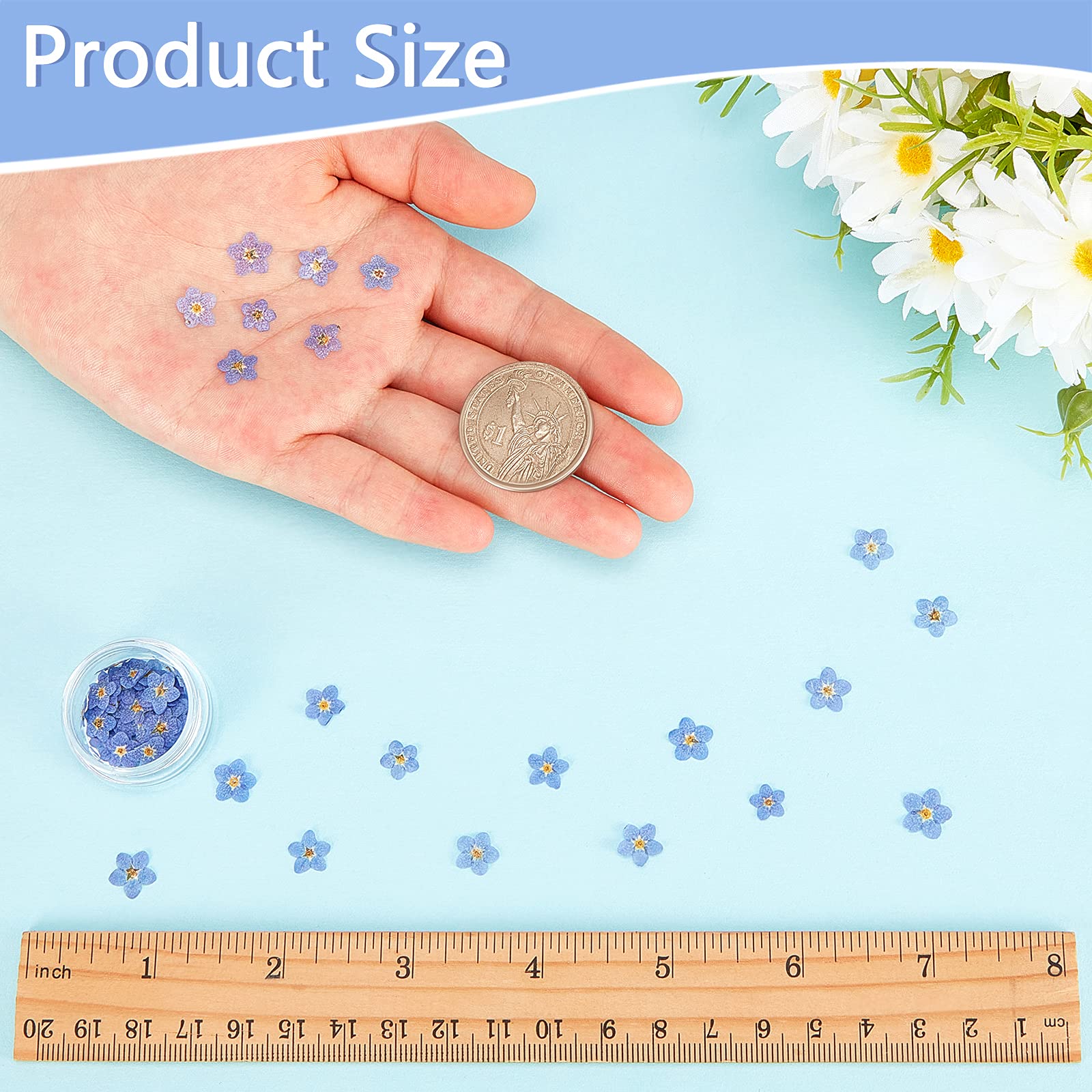 Nuanchu Natural Forget-me-not Dried Flowers Don't Forget Me Dried Real Pressed Flowers for Jewelry Candle Card Making DIY Resin Ornaments Nail Art Decorations(100 Pieces) - Image 2