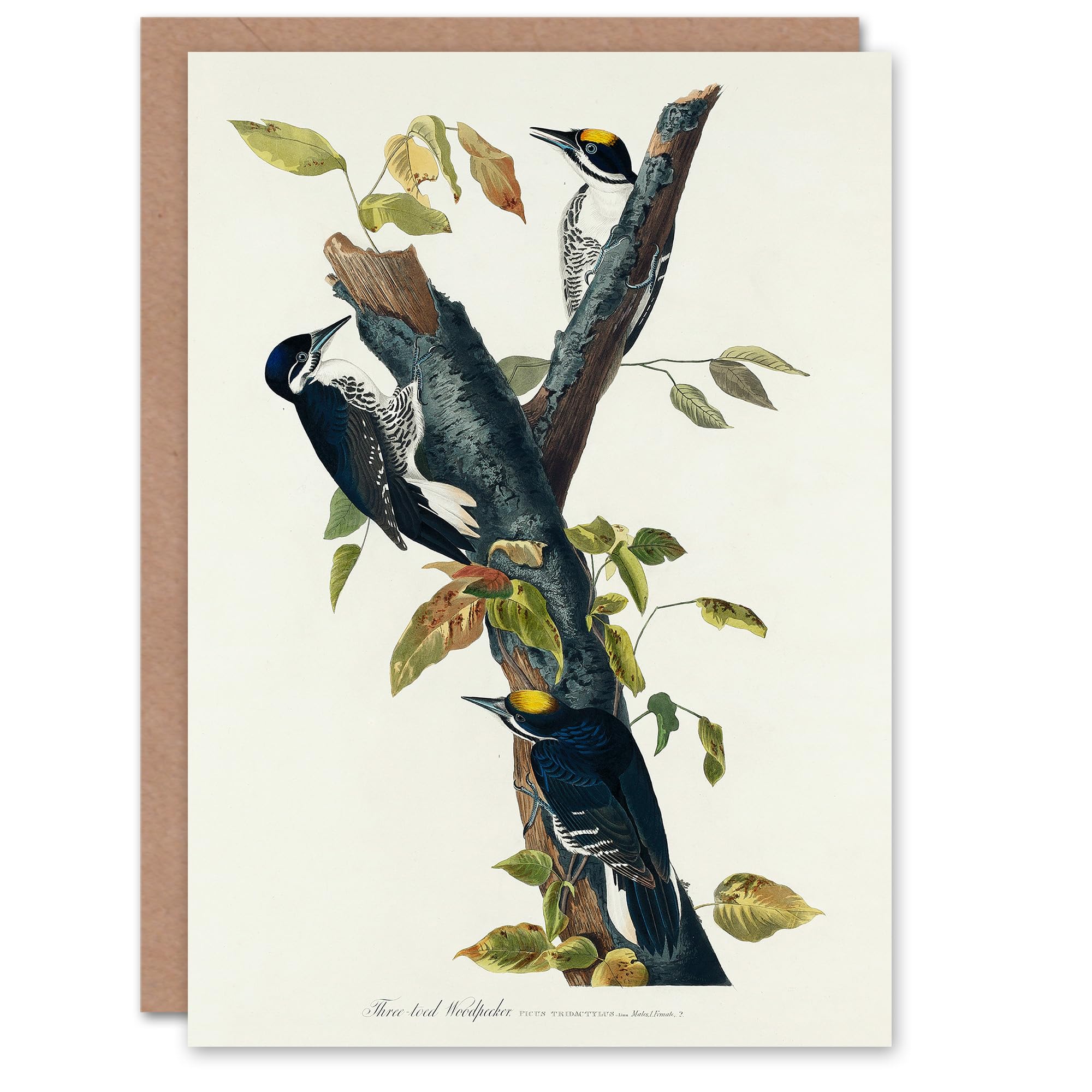 Artery8 John James Audubon Art Card Three Toed Woodpecker