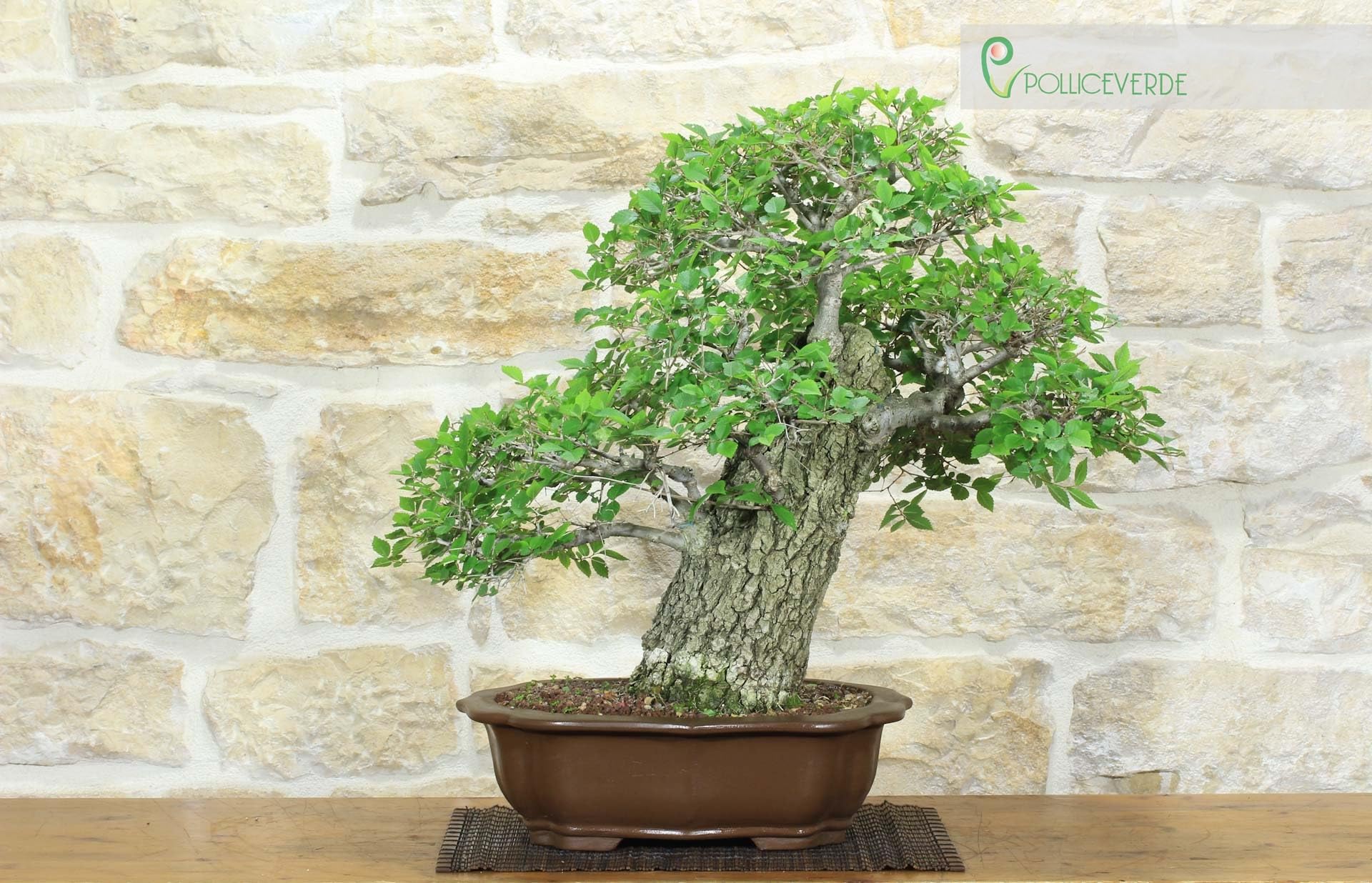 Bonsai di Olmo Campestre (54)