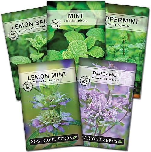 Sow Right Seeds - Colección de semillas de jardín de menta - Variedades populares - Semillas de reliquia sin OMG con instrucciones para plantar en