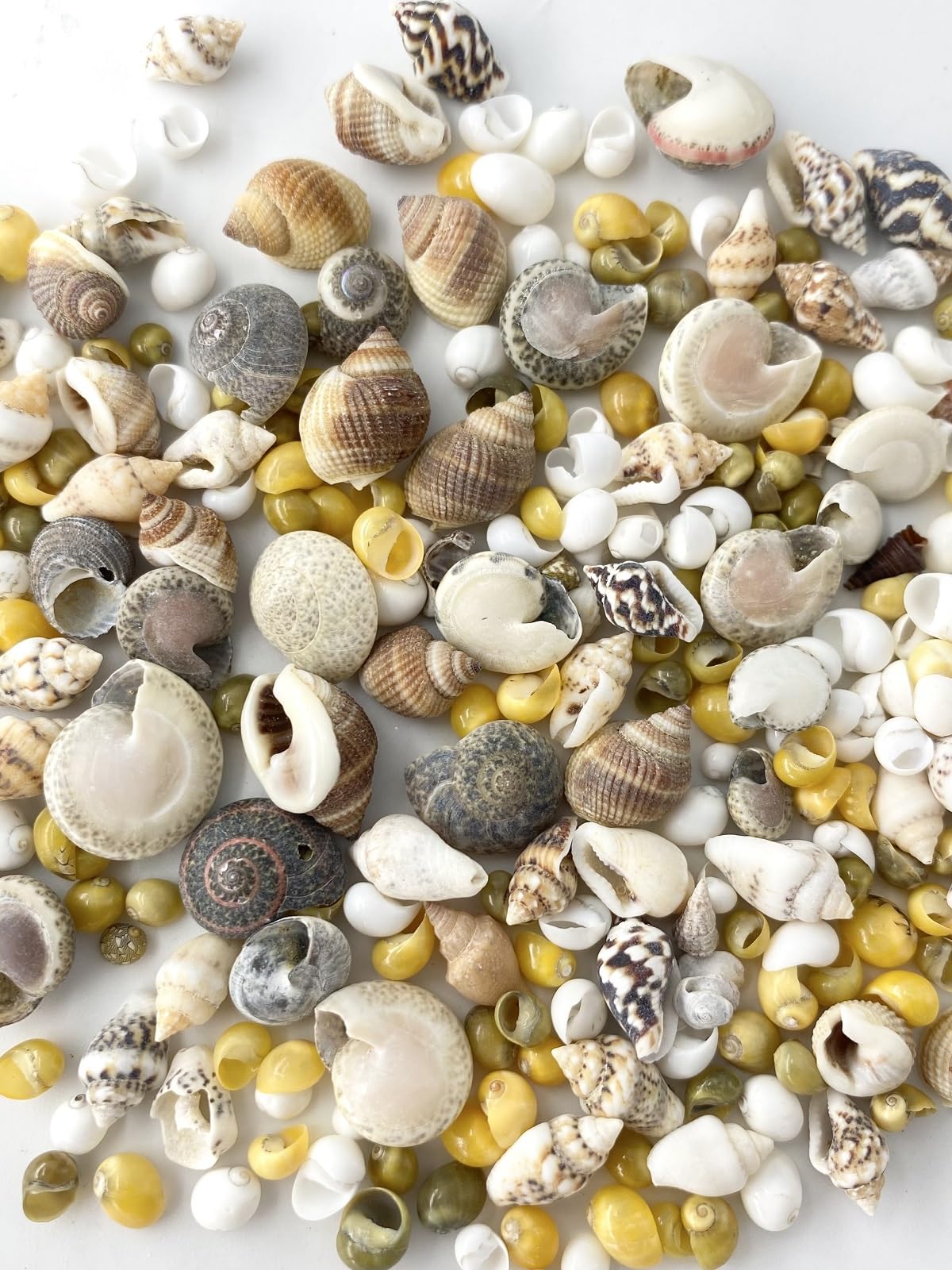 貝殻雑貨 Amazon.co.jp: siawadeky カラフル 貝殻 500g アソート セット