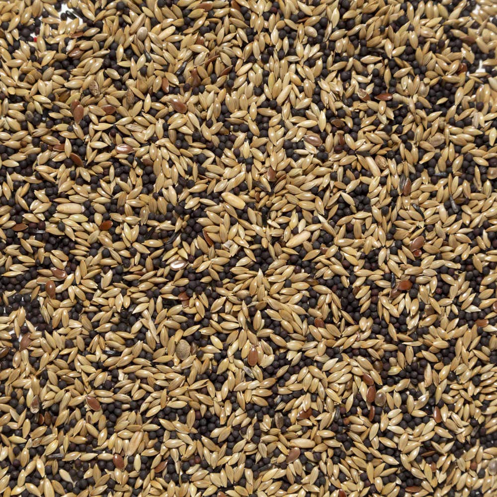 Il Contadino - Antichi Becchimi | MISCUGLIO per CANARINI | Formula Ricca di Semi Selezionati Adatta per Tutto L'Anno, No OGM, 100% Vegetale, Assenza di scarti. qualità Superiore (1 kg)