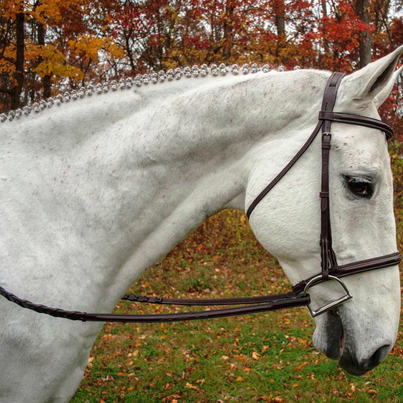 Black Oak Aster Hunter Bridle - Cob