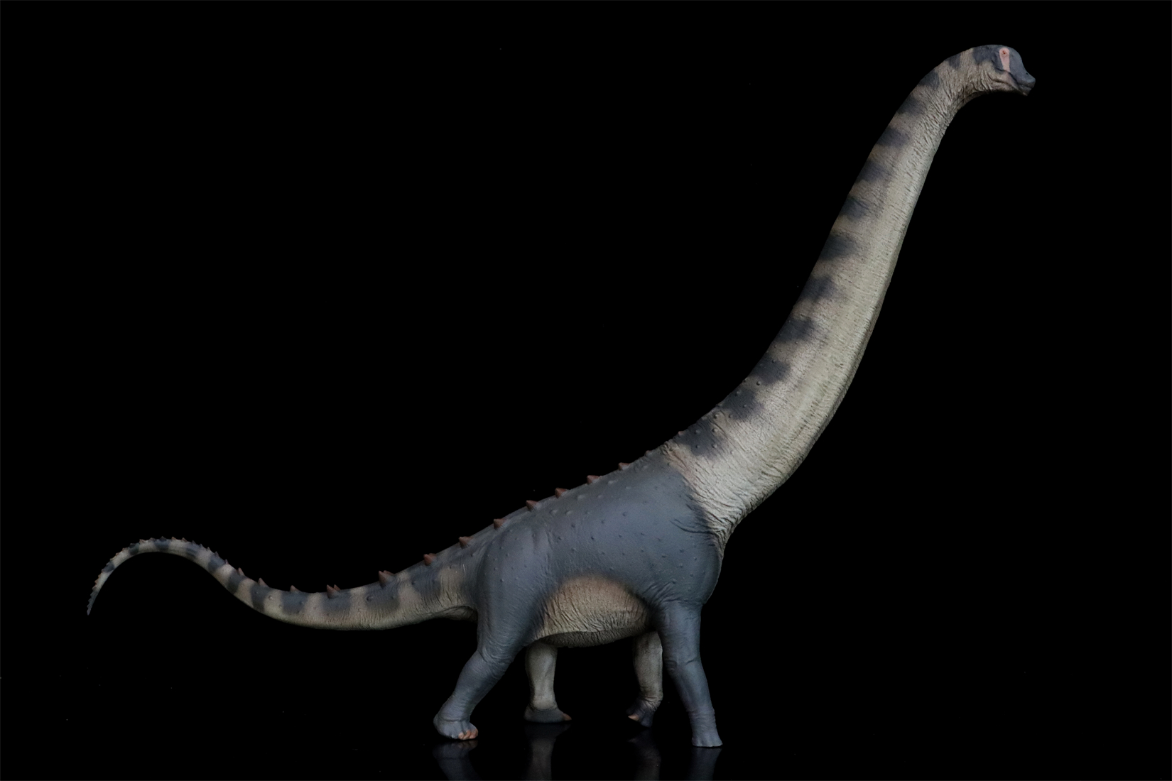 PigooRadio Mousa Vol01～07 Amazon.com: WLNTDOLA 79 Alamosaurus Model Saltasauridae PVC