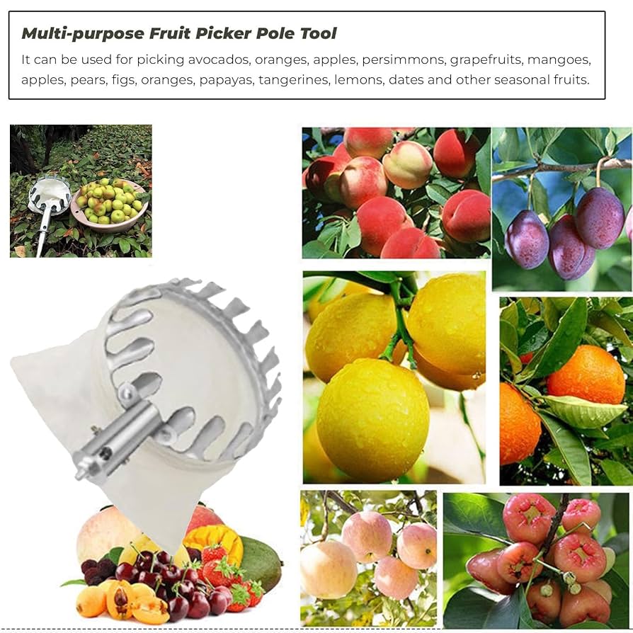 果物55 61gx1BHDTBL._UF894,1000_QL80_.jpg