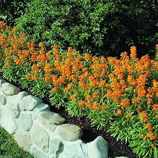 25 ERYSIMUM 'Citrona Orange' (Seeds) Large Fragrant Clusters of Flowers