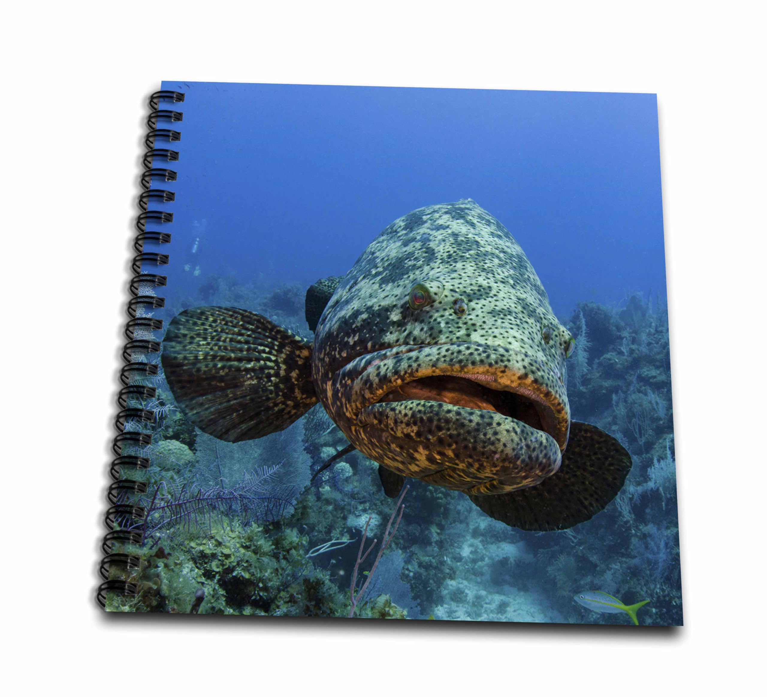 Mérou goliath carnet à spirale 3dRose pour croquis de voyage
