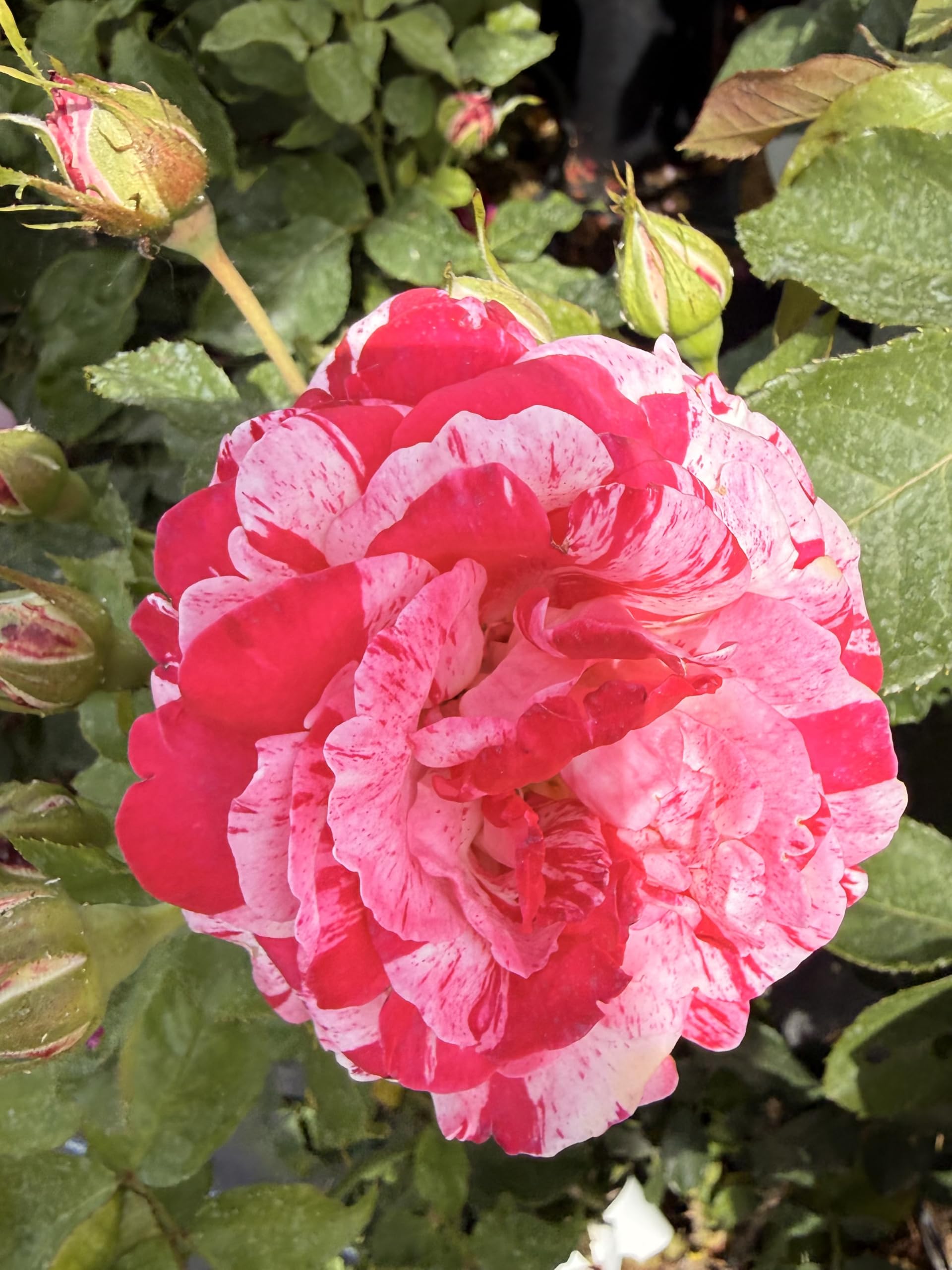 Abracadabra –Red with White and Yellow Stripes Blooms – 4L Potted Rose - Lovely Gift Idea