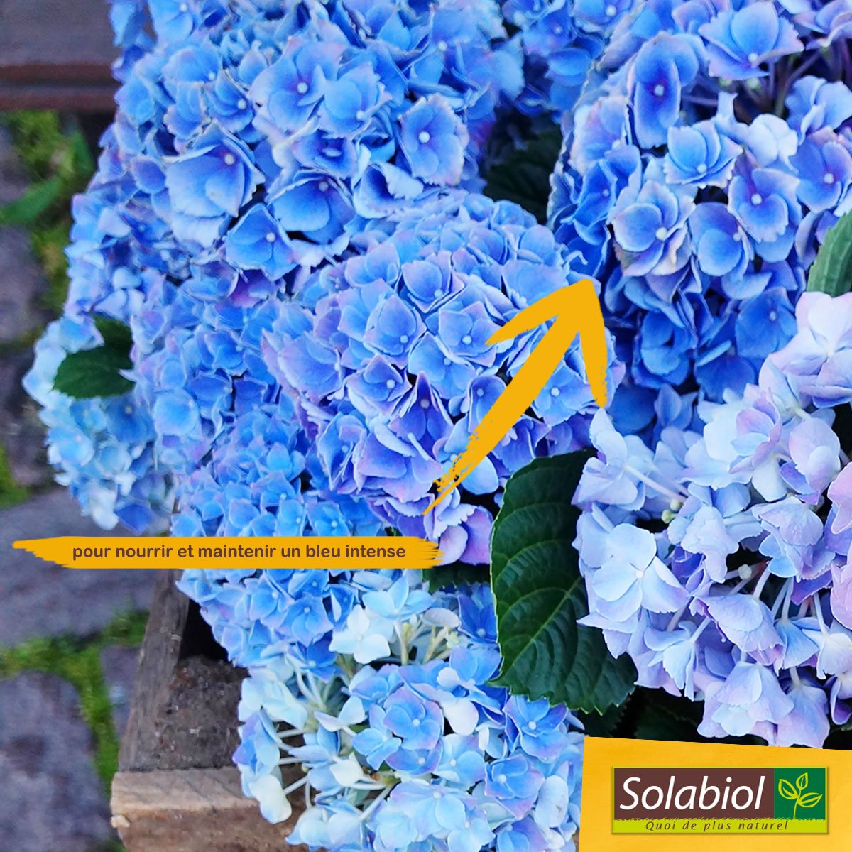 Miel de brezo: beneficios, consumo y contraindicaciones - Mejor con Salud, image size:1200x1200