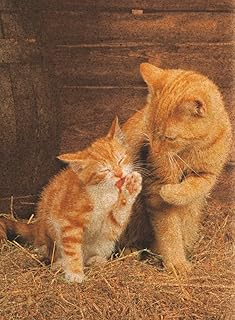 Comprar Clementoni 30205.5 - Puzzle de Corcho de 500 Piezas, diseño de Gatos