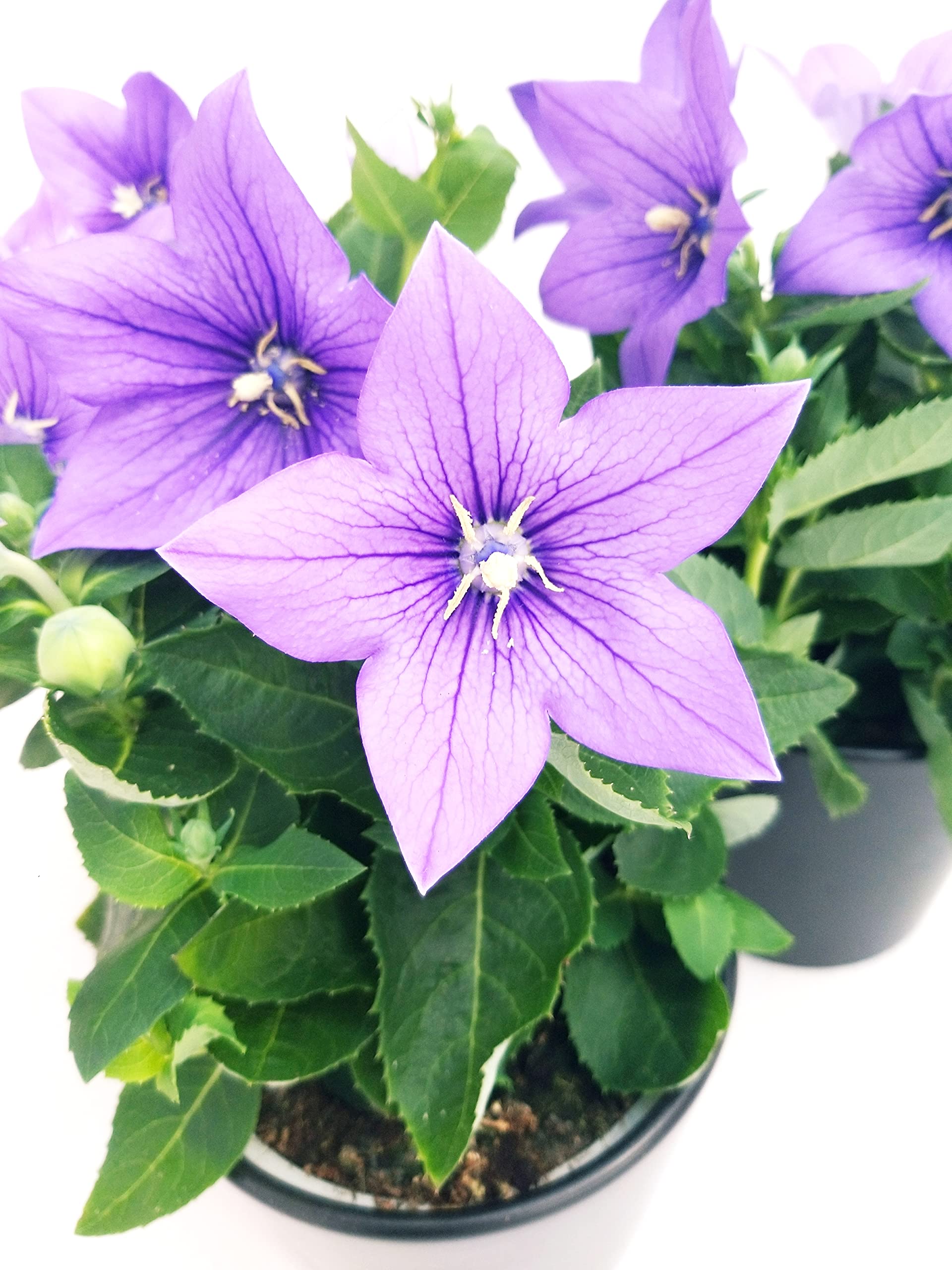 POWERS TO FLOWERS - PLATYCODON TRICOLORE BLU - ROSA - BIANCO, 3 PIANTE, piante vere