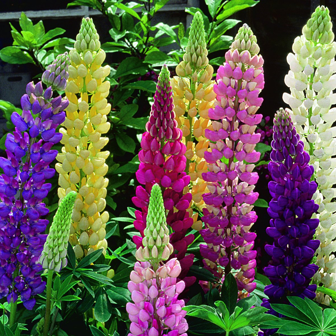 Creative Farmer Flower Seeds : Lupine Mixed Flower Seeds Winter Flowers Outdoor Plant Decor Garden [Home Garden Seeds Eco Pack] Plant Seeds (B078RH2Q73) Amazon Price History, Amazon Price Tracker
