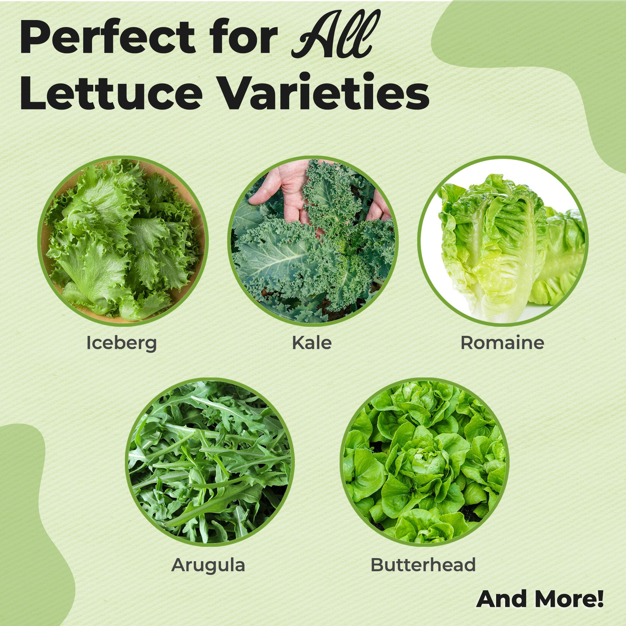 Amazon.com : Premium Lettuce and Leafy Greens Fertilizer by Perfect Plants  | Liquid Spray Plant Food for Outdoor and Indoor Gardens | Professional  Spray Fertilizer 10-0-10 (8 fl oz) : Patio, Lawn & Garden