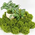 Fake Green Moss - MAQIHAN Artificial Moss for Plants Indoor Faux Grass for Planters Fake Grass Decor for DIY Decorating Craft Art Potted Wedding Accessories Fairy Garden Accessories (3.53 OZ)