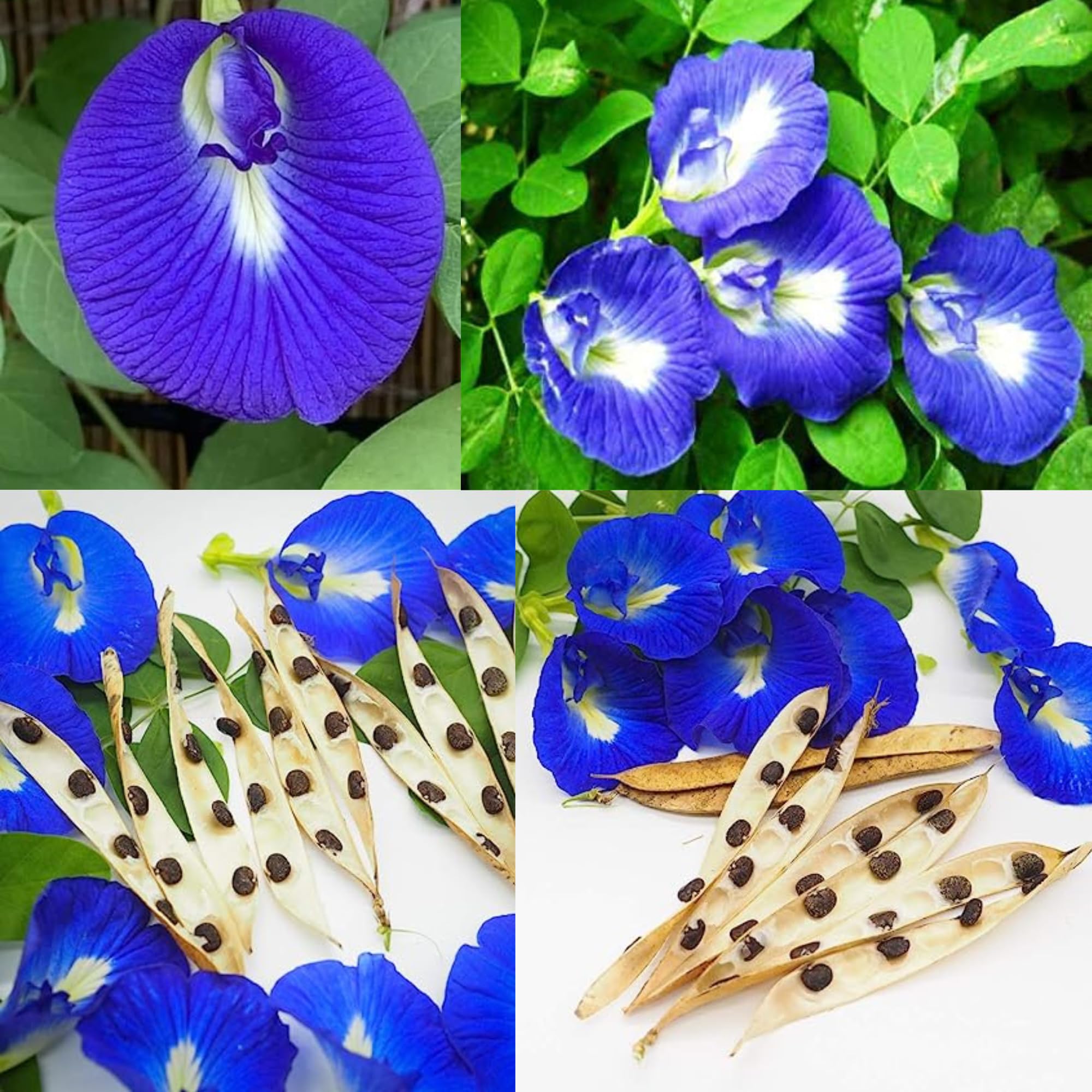 Blue Shankupushpam/Aparajitha/Sangu Poo Flower Seeds for Gardening | Butterfly Pea | Clitoria ternatae (Pack of 20) (B0CJ6FY9YH) Amazon Price History, Amazon Price Tracker