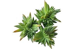 Unique Collection of Crassula Red Pagoda Succulents