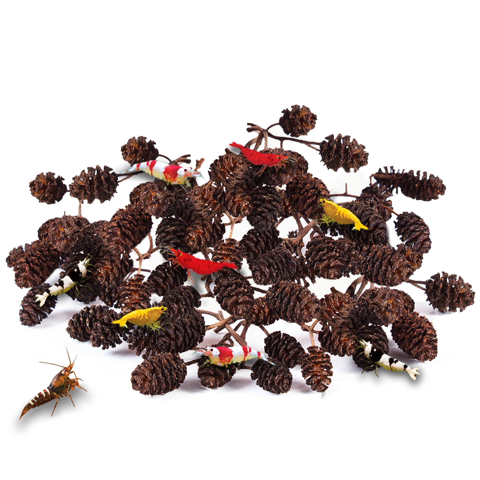 JOR Alder Cone Water Conditioner for Betta Fish, Creates Native Habitat, Relieves Stress, Serves As A Nursery and Food Source, Lowers Water pH, Can Be Used in Filter Or Freely in Aquarium, 60 pcs