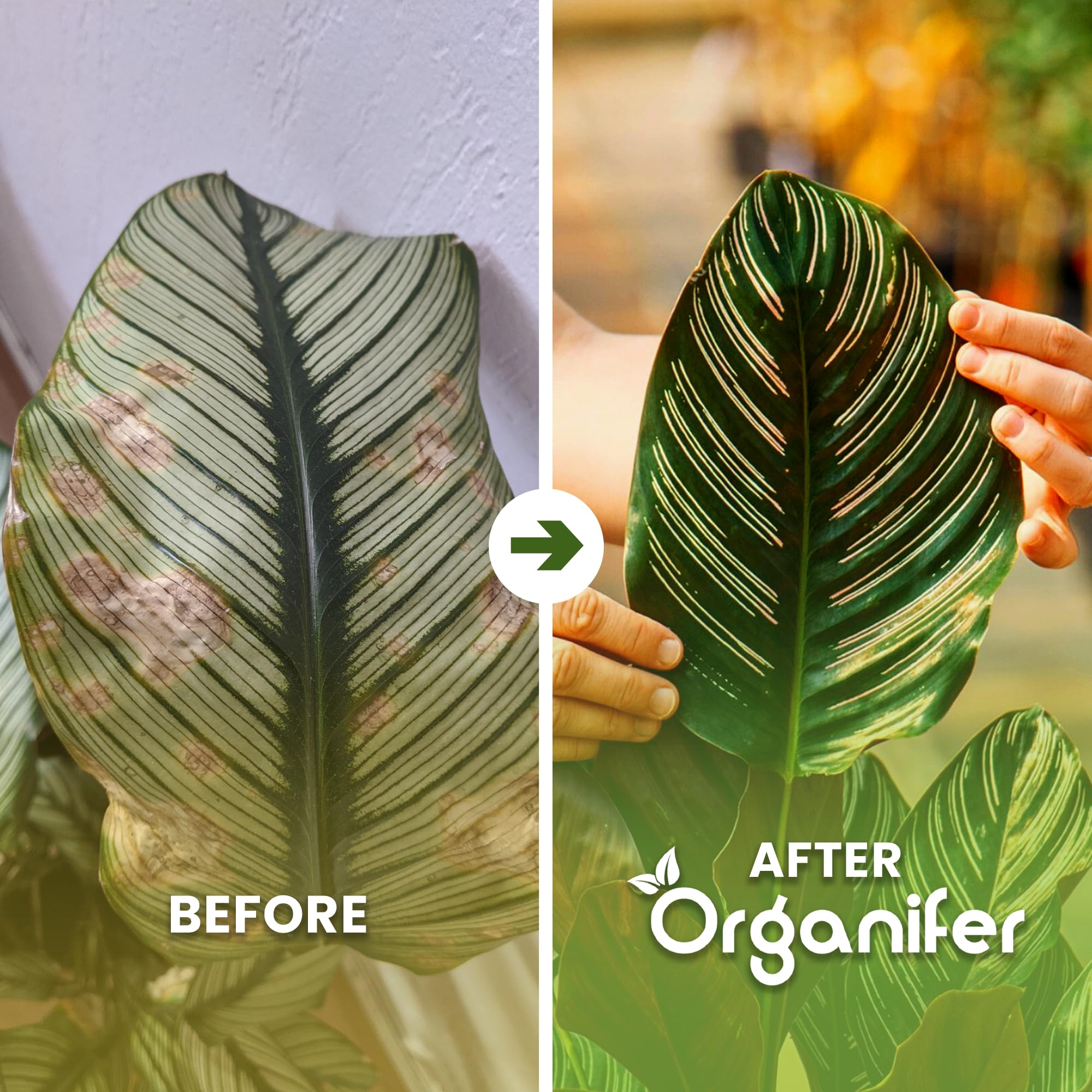 Calathea Nawóz Płynny - 5x1L - NPK 2-1-8 | Nawóz Płynny Dla Zdrowych Liści I Intensywnych Kolorów - Wspomaga Korzenie I Witalność - Organifer
